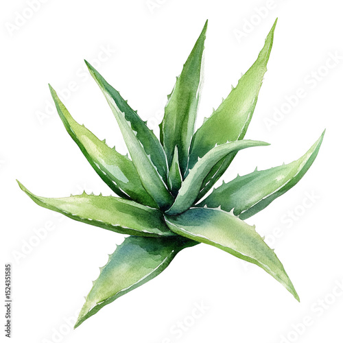 Watercolor aloe vera plant illustration for skincare and medicinal use isolated on black background on transparent background