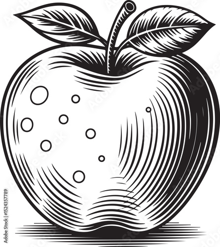 Engraved Apple Illustration A Vintage Style Fruit Drawing