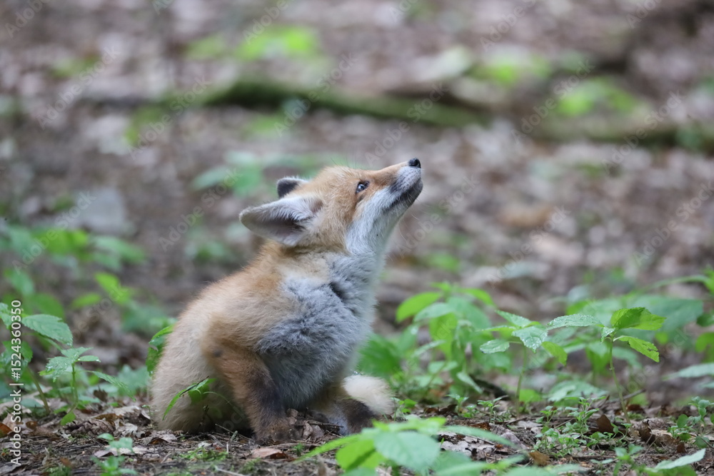 Fototapeta premium Baby red fox