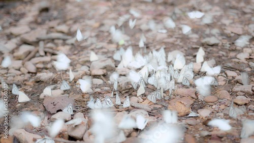 A dynamic scene of white butterflies fluttering over Rock Ground , showcasing nature's beauty and movement Captured in a Natural Habitat