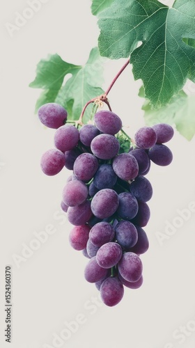 Lustrous purple grapes dangle temptingly, evoking Bacchanalia's indulgence and harvest's whispered secrets, rich vineyard tapestry unfolds