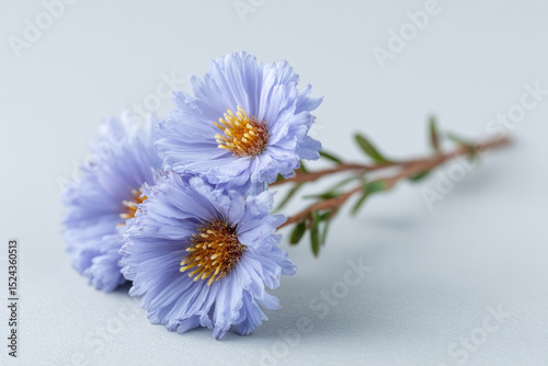 Periwinkle flowers with frilled petals evoke serenity, linking to Hanami celebrations and Victorian language of flowers nostalgia