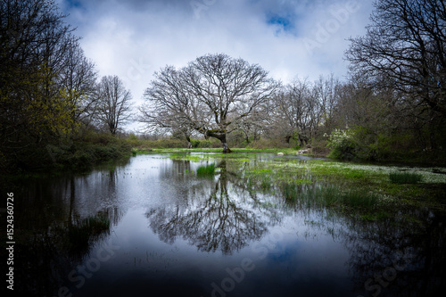 reflection of trees