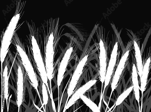 cereal plants field isolated on black background