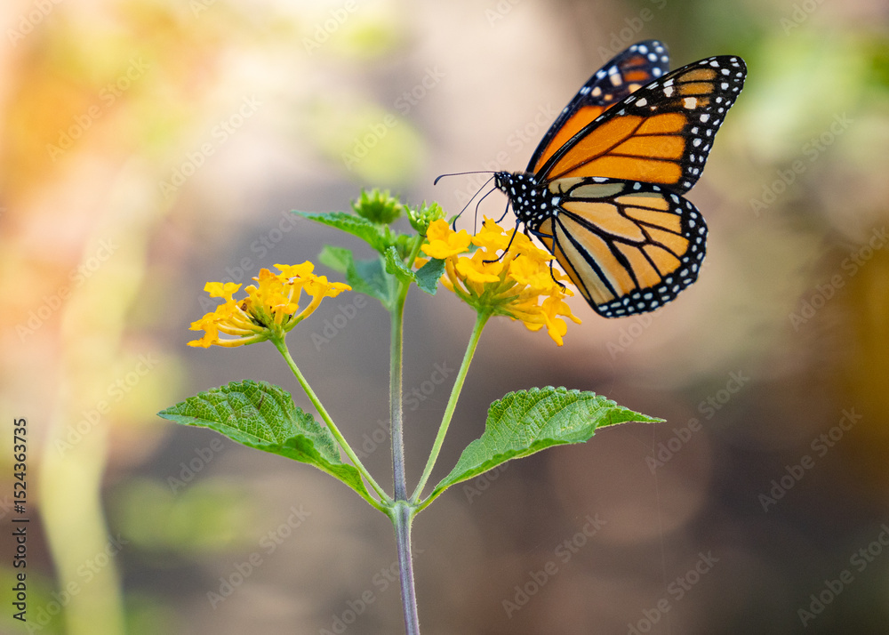Obraz premium The texture and colors of a bright orange monarch butterfly in a spring garden of yellow flowers. 