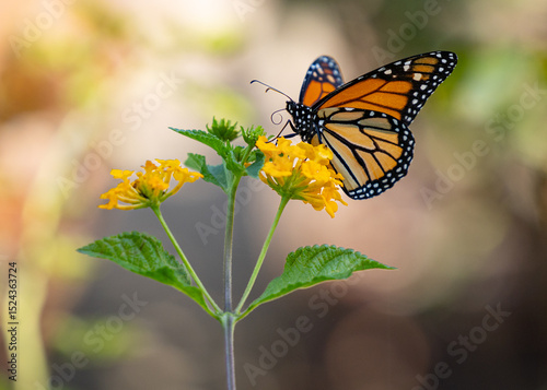 Beautiful orange migrating monarch butterfly feeding on yellow flowers in a lush garden in California.  