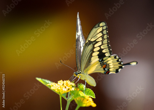 Quadro su tela A bright yellow swallowtail butterfly with beautiful big wings in a field of yellow flowers