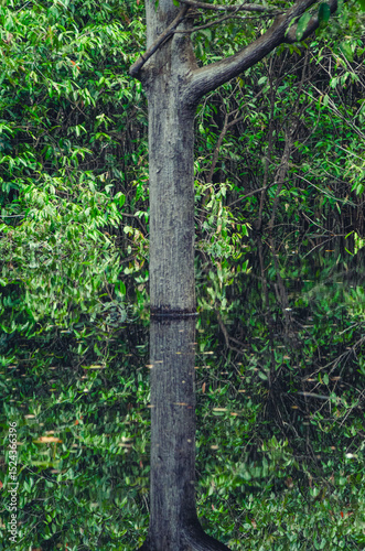 Amazon Flooded Forest Reflection in River Water