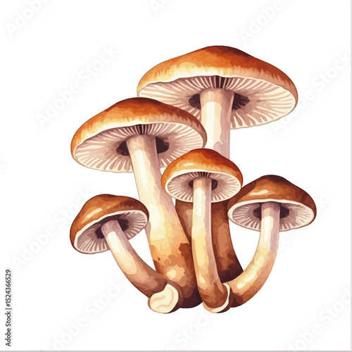 Watercolor Mushroom Clipart-Brown Fungi Illustration-Forest Foraging-Botanical Art Print-Mushroom Identification Guide-Edible Mushroom Drawing-Mushroom Decor
