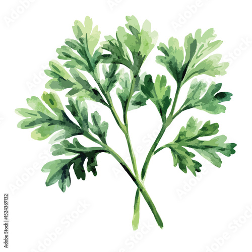 Watercolor Illustration of Fresh Parsley Sprig