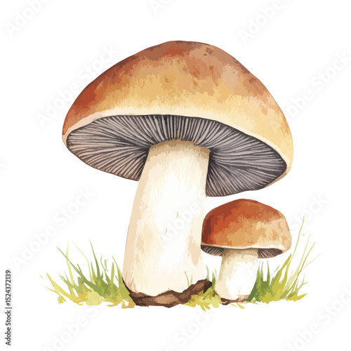 Watercolor Illustration of Two Mushrooms with Detailed Caps and Stems