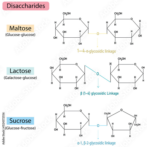 Structural Comparison of Maltose, Lactose, and Sucrose with Glycosidic Linkag. useful for biochemistry and  Medical Vector Illustration for Presentations and Infographicses