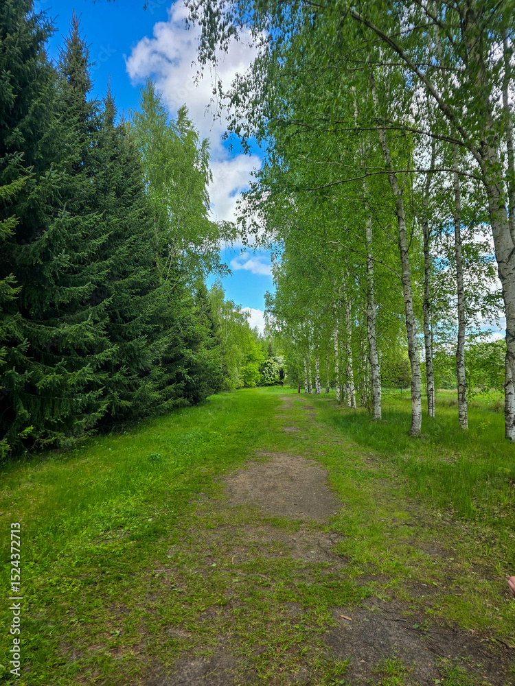 Obraz premium Sunlit Birches of Botanical Garden Where Nature Meets Science