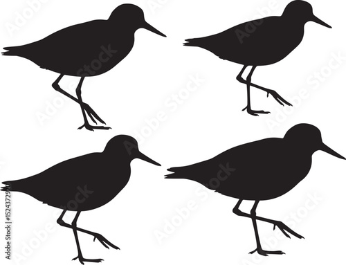 Pectoral Sandpiper icon vector illustration