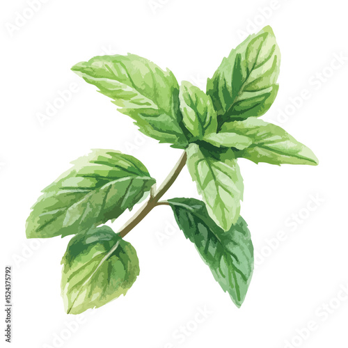 Watercolor Painting of a Vibrant Mint Sprig