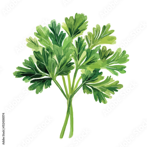 Watercolor Parsley Bunch with Textured Green Leaves and Slender Stems