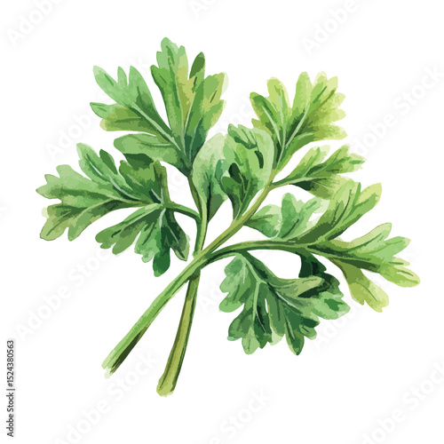 Watercolor Parsley Sprig with Detailed Leaf Veins and Textured Stems