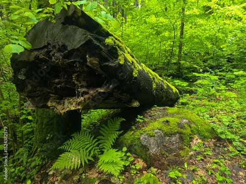 WildT aiga Ancient Grove Deep Wilderness