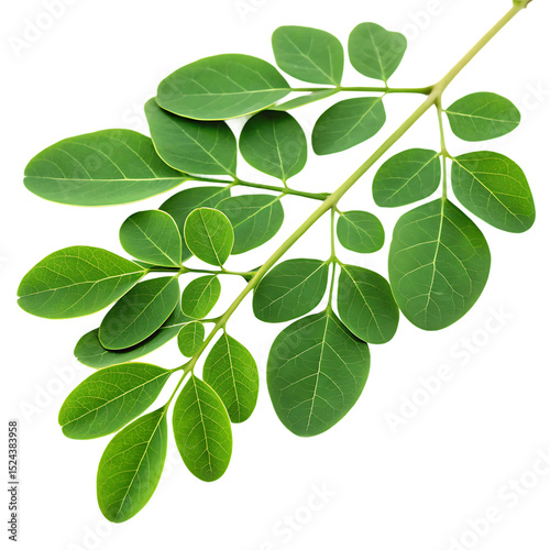 green leaf isolated on white background