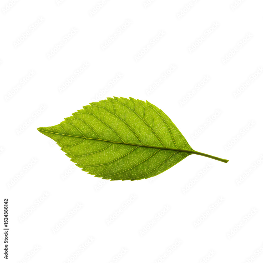 Obraz premium Single Green Leaf: Elegant leaf with a smooth surface and subtle shadows