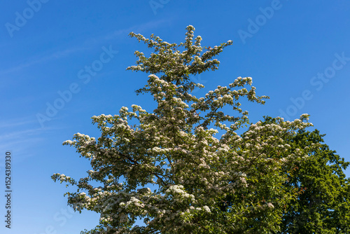 A hawthorn tree with abundant white blossoms stands against a clear blue sky.