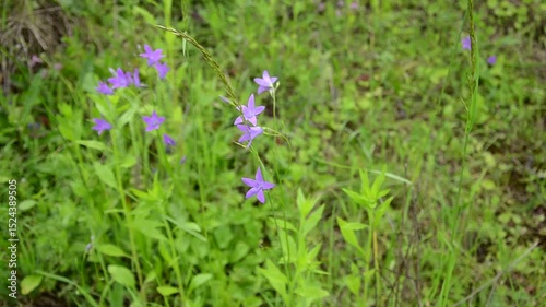  Campanula patula