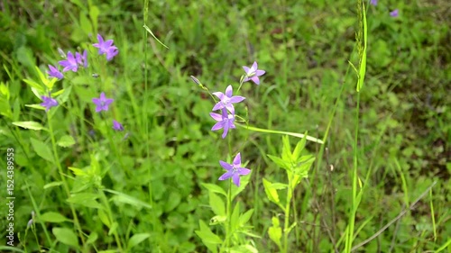  Campanula patula