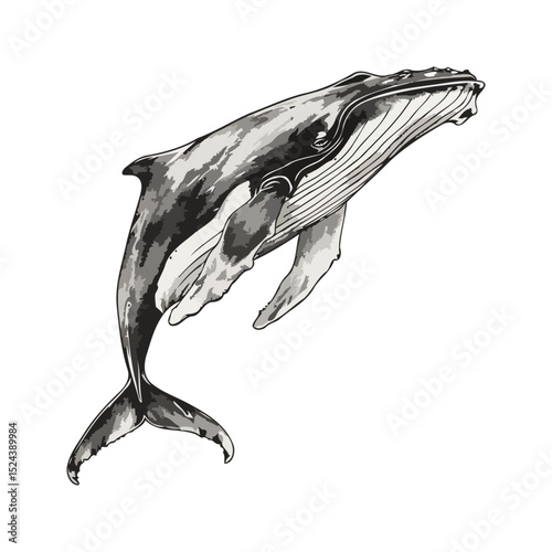 Black And White Whale Illustration Vector