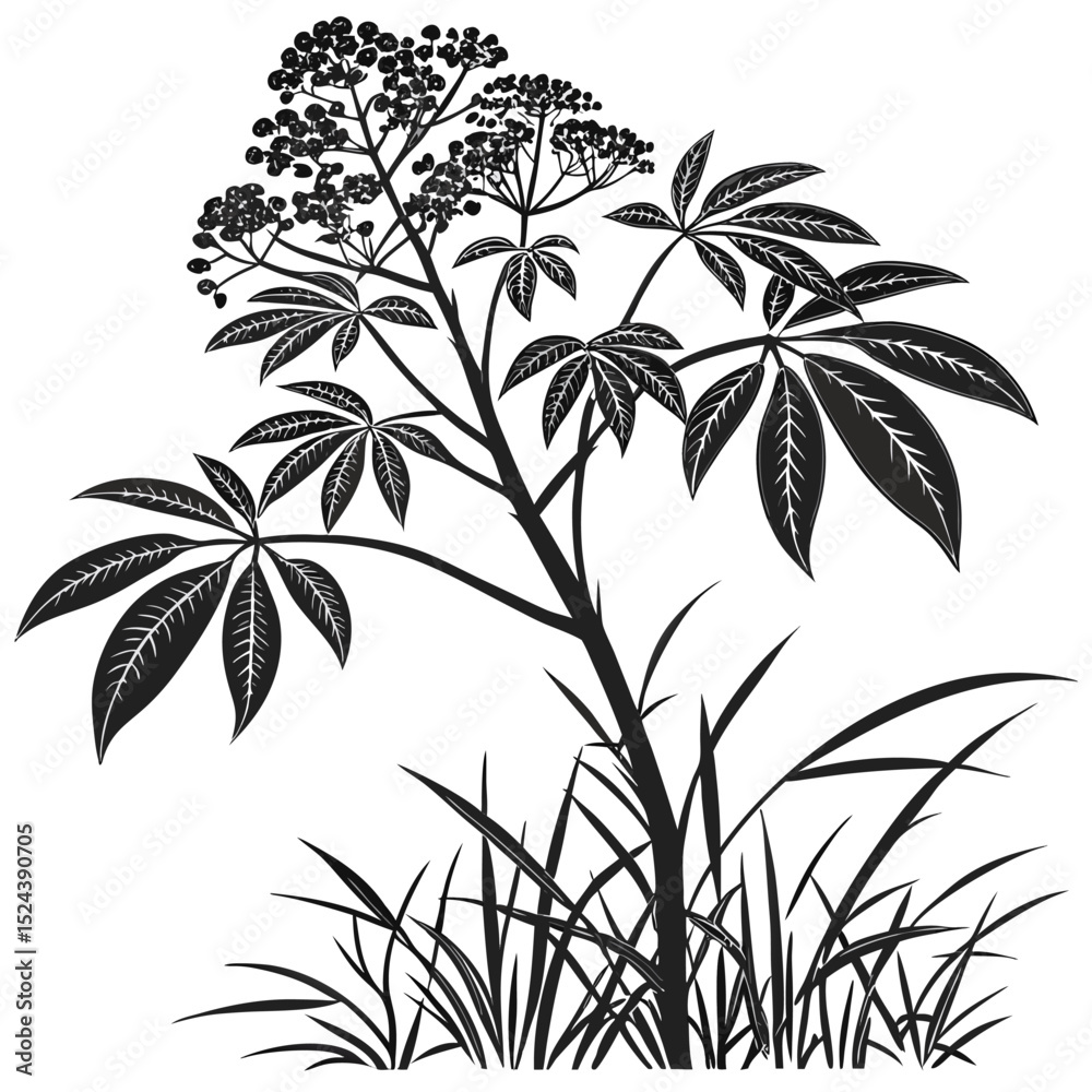 Obraz premium vector illustration of umbrella plant