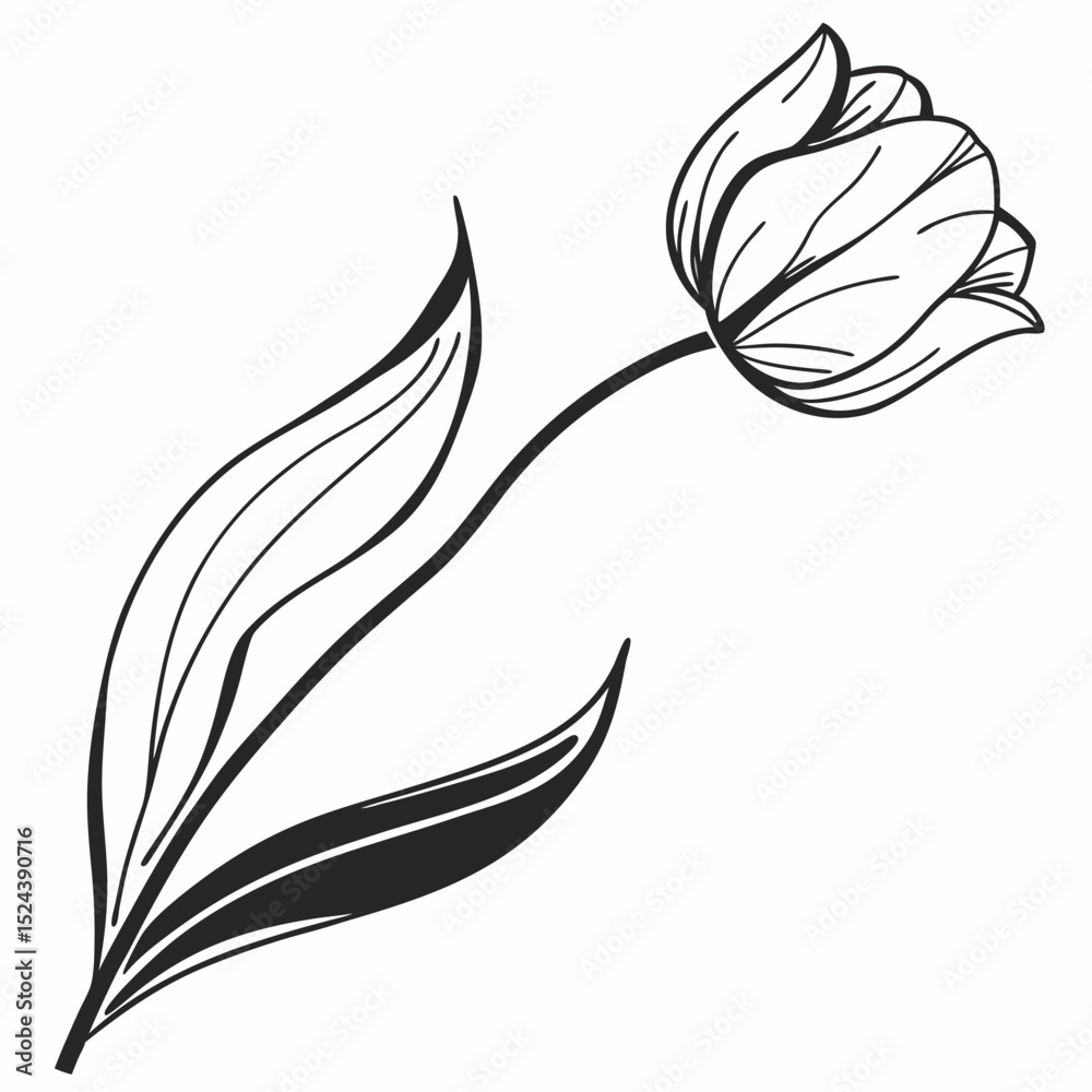 Fototapeta premium black and white tulip