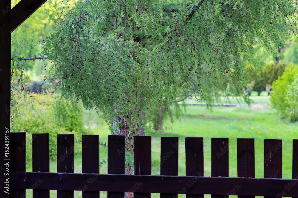 Fototapeta premium Sunlit Splendor Scenic Nature Landscape