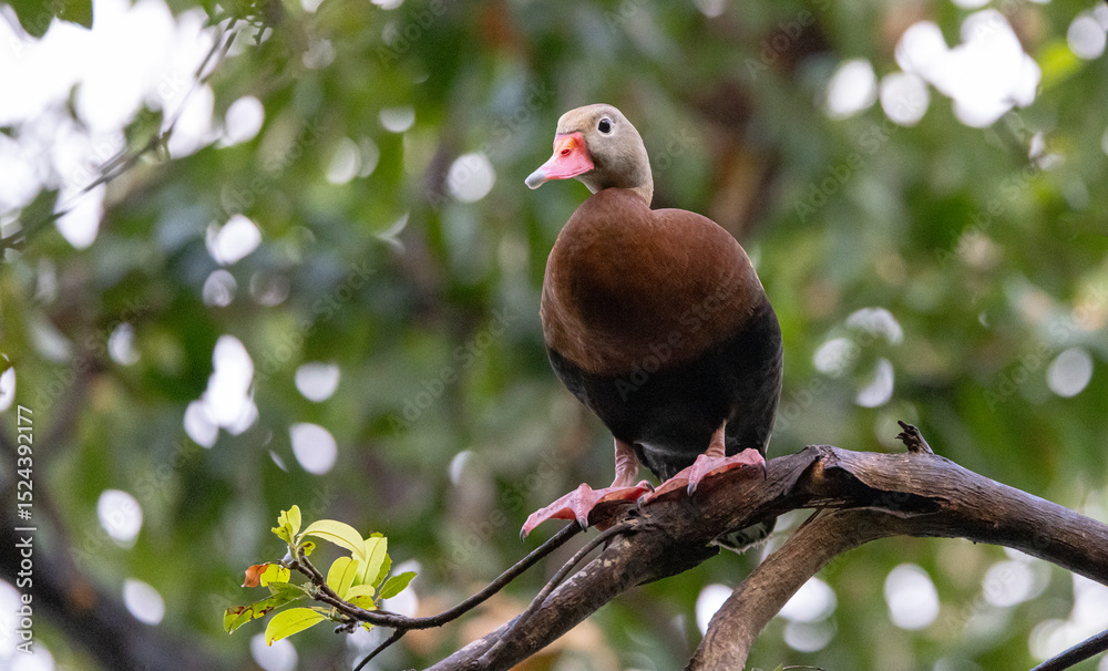 Fototapeta premium Black-bellied whistling duck