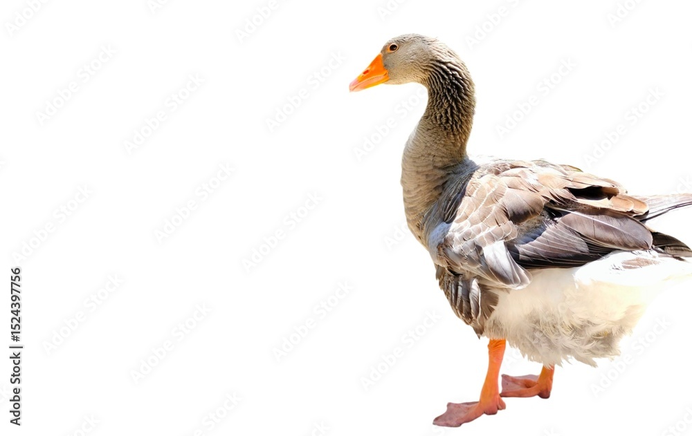 Obraz premium Photo of a grey goose (anser anser), isolated on white background with space for text.