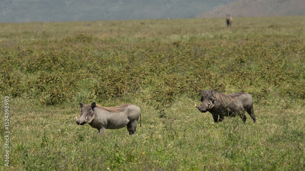 Fototapeta premium Two wart hogs looking at the camera