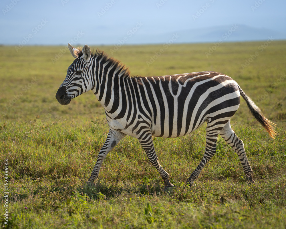 Obraz premium Zebra mom chasing after her young filly