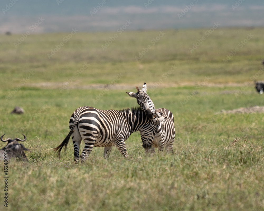 Fototapeta premium Two zebras wrestling in the grass
