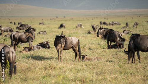 Photography Field of wildebeest taking a rest during migration