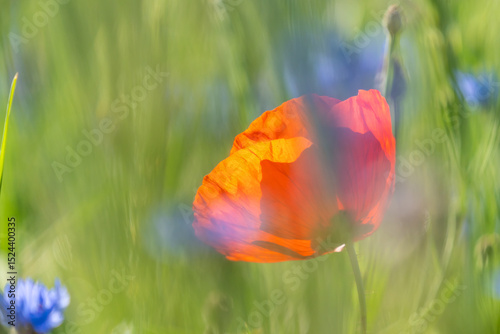 Nahaufnahme einer Mohnblume photo