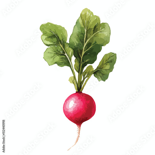 Watercolor Radish with Vibrant Green Leaves and Delicate Root Detail