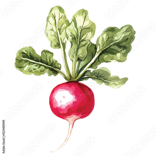 Watercolor Radish with Vibrant Greens and Delicate Root Detail