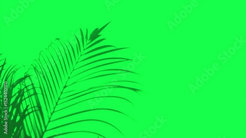 Tropical leaf silhouette vibrant animation, transparent 4K video, green screen