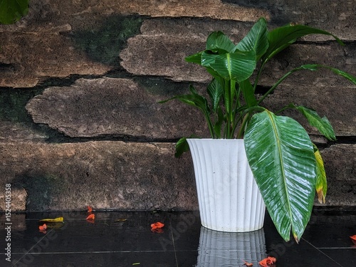 Green tropical plant in a white pot against rustic stone wall with wet black tiles and fallen petals after rain.