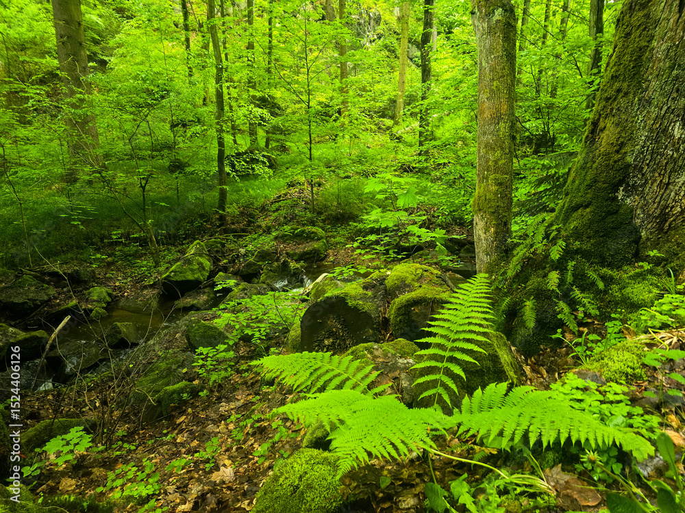 Obraz premium WildT aiga Ancient Grove Deep Wilderness
