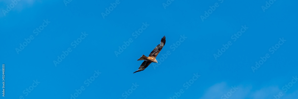 Obraz premium Ein fliegender Milan vor blauem Himmel