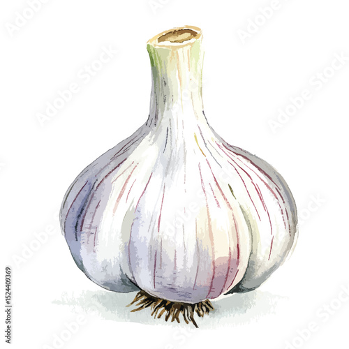 Watercolor Single Bulb of Garlic with Purple Streaks