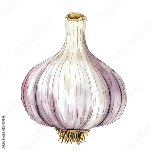 Watercolor Single Bulb of Garlic with Visible Roots and Stem