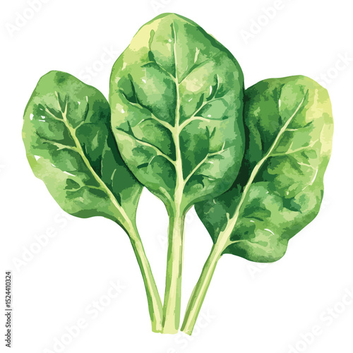Watercolor Spinach Trio Vibrant Green Leaves with Detailed Veins and Stems