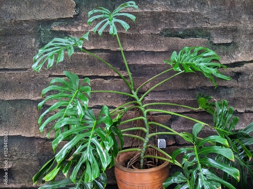 Potted monstera plant with glossy split leaves placed against a textured stone wall, showing natural indoor tropical decor elements.