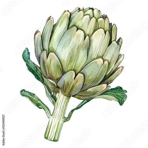 Watercolor Style Artichoke with Detailed Green Hues and Stem