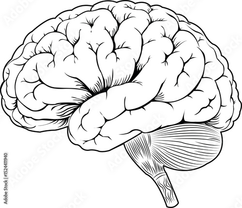 Line art vector of a human brain with a side view, a minimalist and professional design ideal for scientific, medical, and technological projects.
